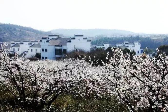 原神蒲公英位置游戏画面